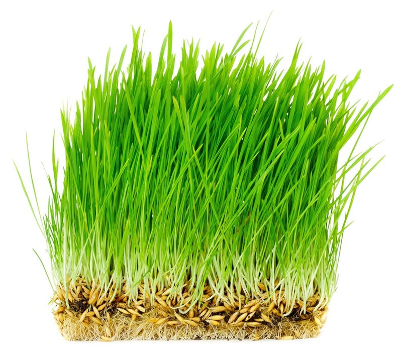 Thunder Acres Non GMO, Certified Organic, Oat Seed (1 lb.) - Image 2